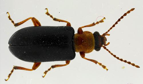 Orsodacne cerasi