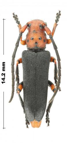 Phytoecia puncticollis