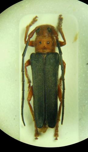 Phytoecia kurdistana