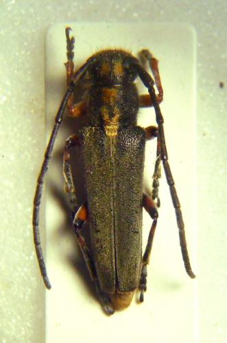 Phytoecia merkli