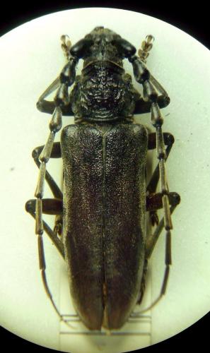 Cerambyx carinatus
