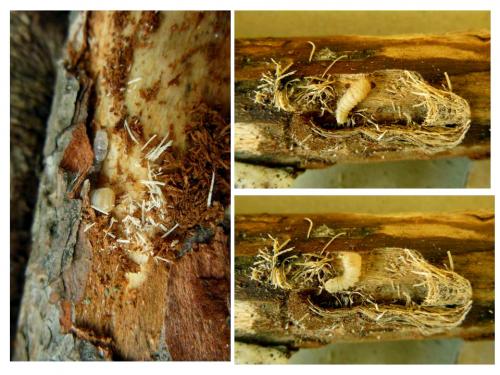 Acanthocinus henschi
