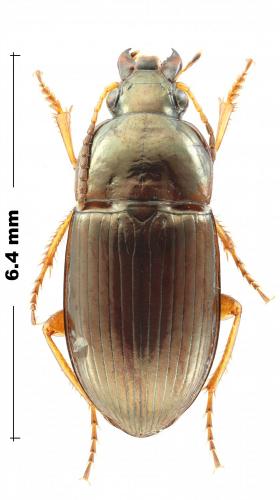 Amara anthobia