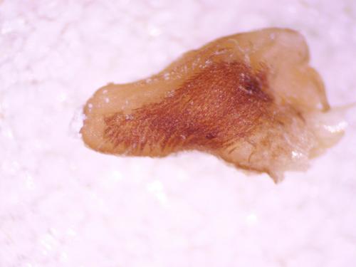 Melanotus sp.