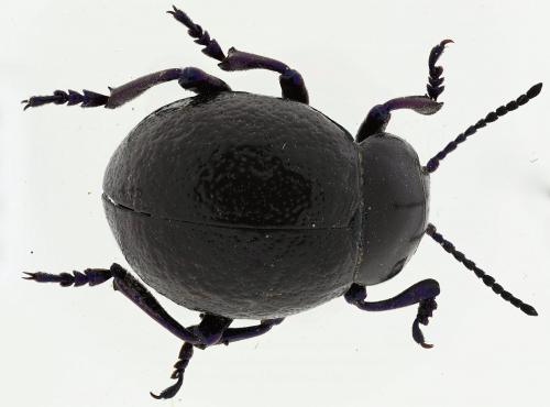 Timarcha sardea
