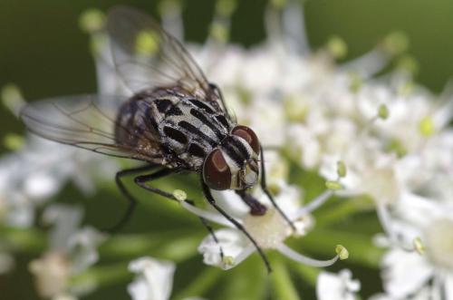 Réf. 274 725 : Graphomya maculata