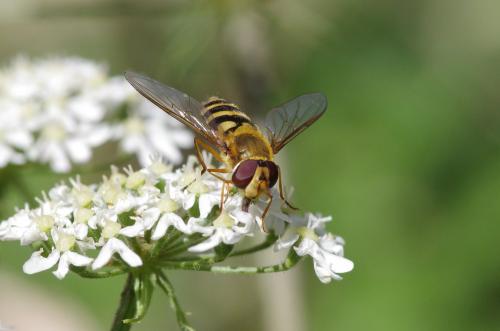 Réf. 274 782 : Syrphus ribesii