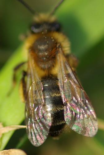 Andrena sp.