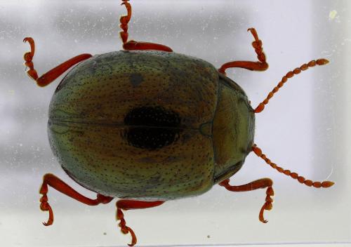 Chrysolina peregrina