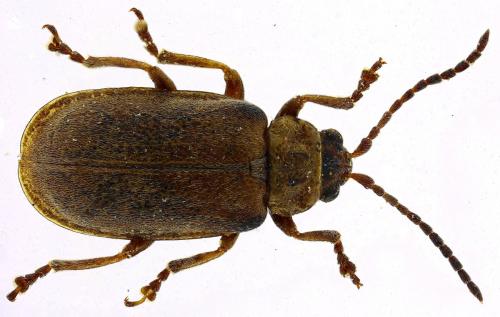 Réf. 274 463 : Galerucella sp.