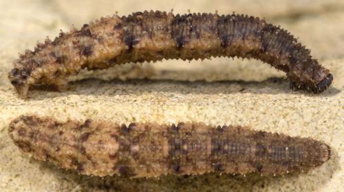 Réf. 274 155 : Idaea rusticata