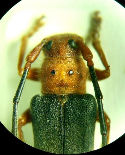Phytoecia kurdistana
