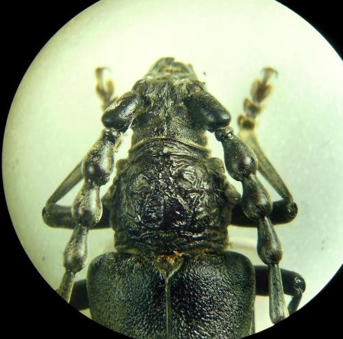 Cerambyx carinatus