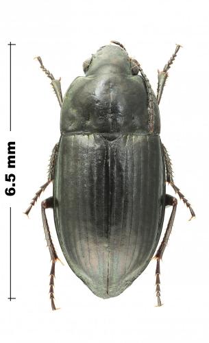 Amara erratica