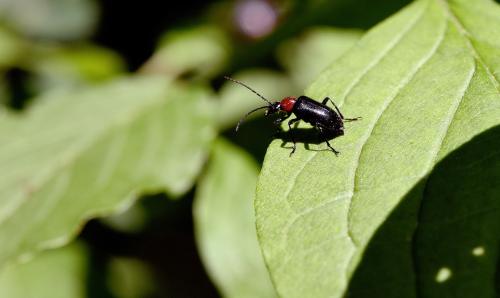Réf. 274 445 : Dinoptera collaris