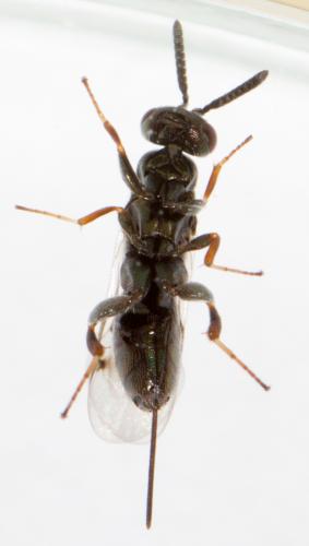 Toryminae