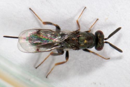 Toryminae