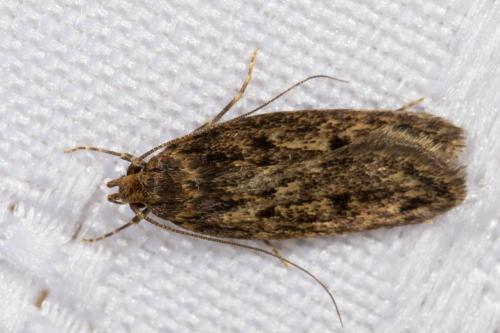 Réf. 274 877 : Hofmannophila pseudospretella
