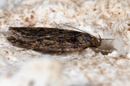 Réf. 274 878 : Hofmannophila pseudospretella