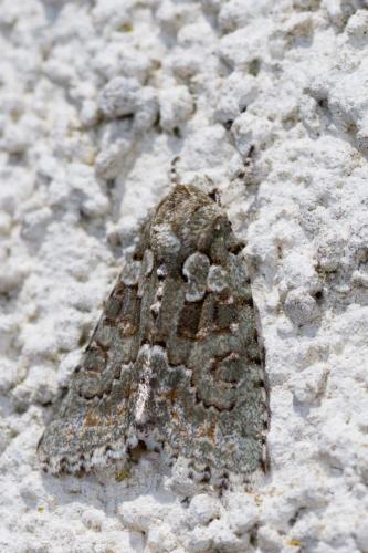 Réf. 274 910 : Nyctobrya muralis