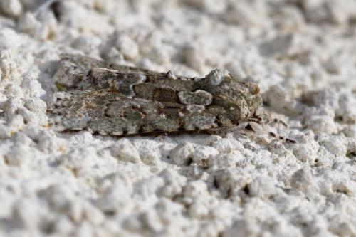 Réf. 274 911 : Nyctobrya muralis