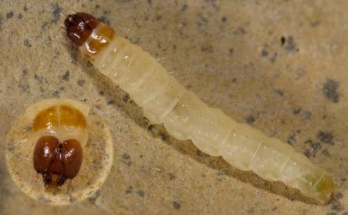 Réf. 274 136 : Hofmannophila pseudospretella