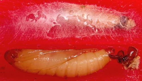 Hofmannophila pseudospretella