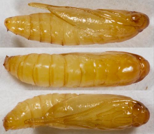 Hofmannophila pseudospretella
