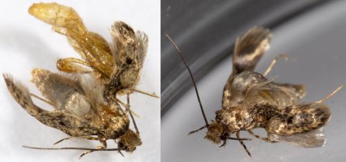 Réf. 274 139 : Hofmannophila pseudospretella