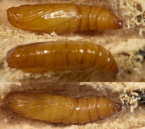 Esperia sulphurella
