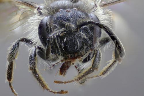 Réf. 274 188 : Andrena sp.