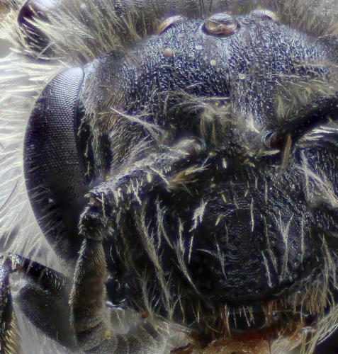 Réf. 274 189 : Andrena sp.