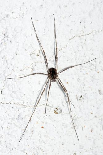 Dasylobus sp.