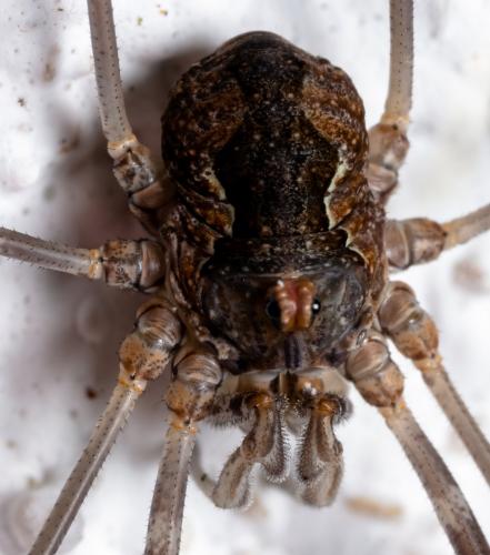 Dasylobus sp.