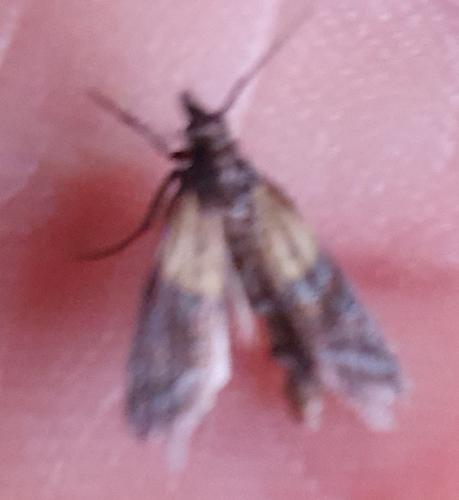 Plodia interpunctella