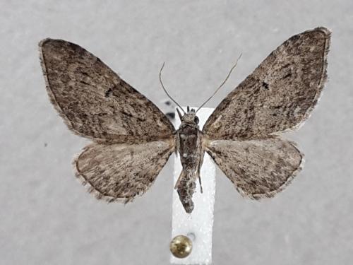 Réf. 274 664 : Eupithecia pusillata