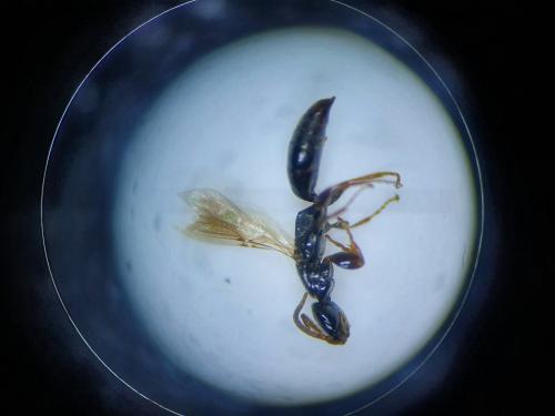 Réf. 274 981 : Epyris bilineatus