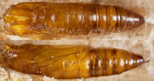 Esperia sulphurella