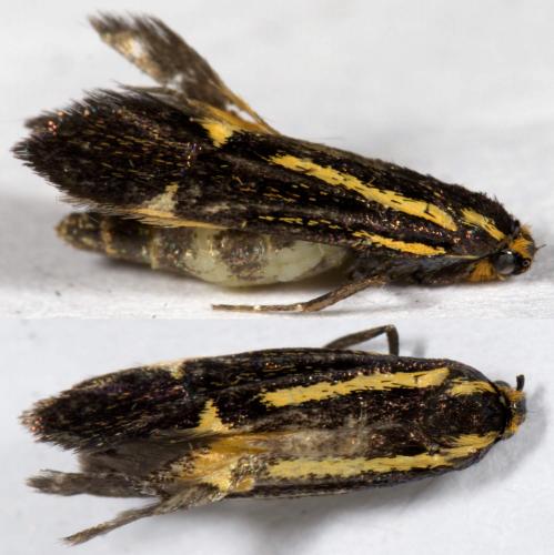 Esperia sulphurella