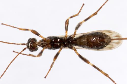 Réf. 274 105 : Wachsmannia spathiiformis