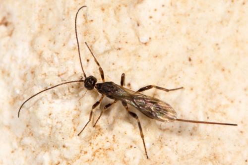 Réf. 274 102 : Wachsmannia spathiiformis