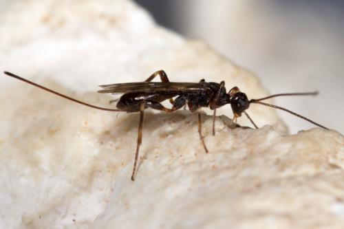 Réf. 274 104 : Wachsmannia spathiiformis