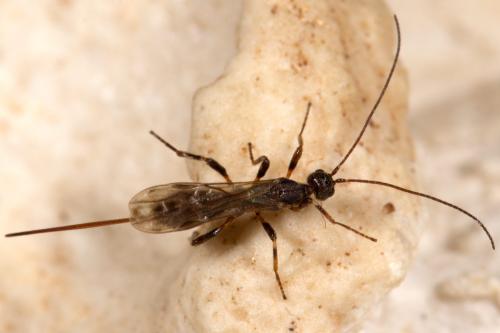 Réf. 274 103 : Wachsmannia spathiiformis