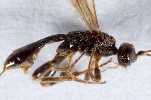 Réf. 274 242 : Wachsmannia spathiiformis