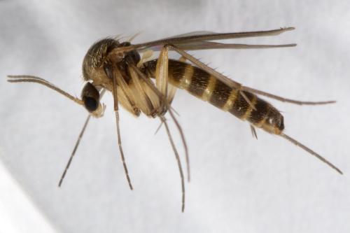 Réf. 274 357 : Trichonta sp.