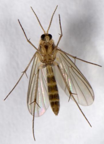 Réf. 274 358 : Trichonta sp.