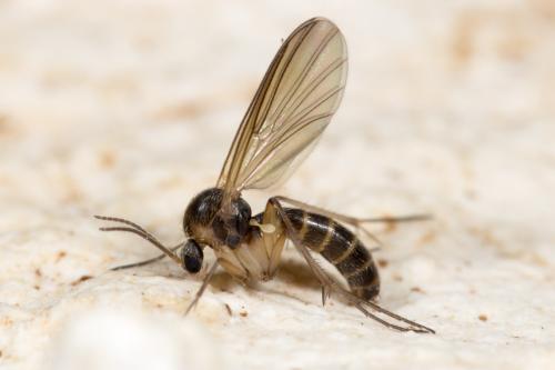 Réf. 274 355 : Trichonta sp.