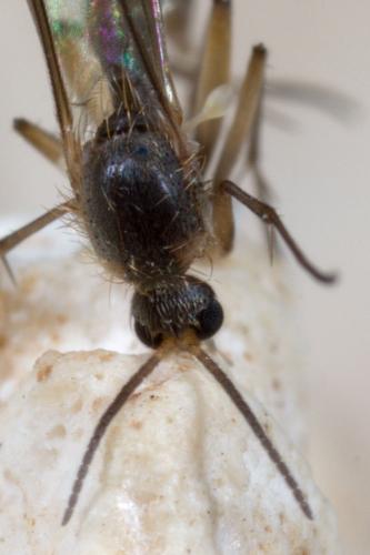 Réf. 274 359 : Trichonta sp.