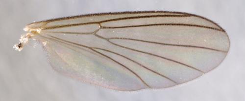 Trichonta sp.