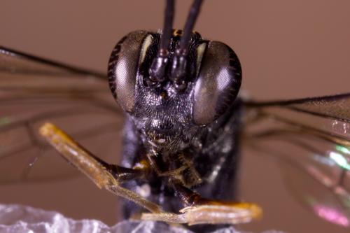 Réf. 274 581 : Mesostenus sp.